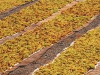 uva-stesa-ad-appassire-per-preparare-il-famoso-passito